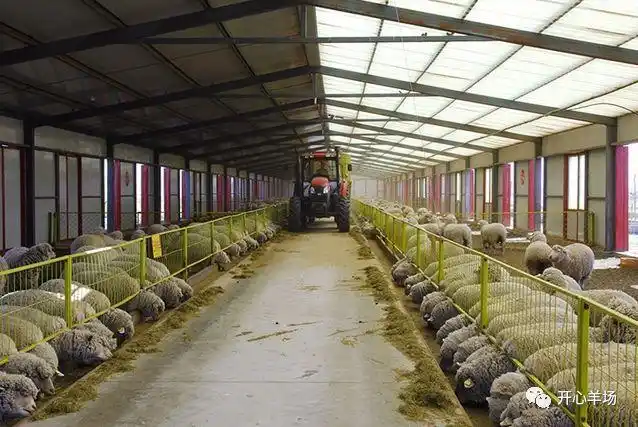 羊舍小设计冬暖夏凉就这么做让羊健康生长