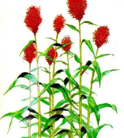 棉桃稻花高粱简笔画