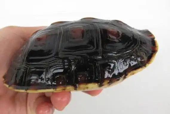 乌龟如何分公母图解教你区分乌龟雌雄公母