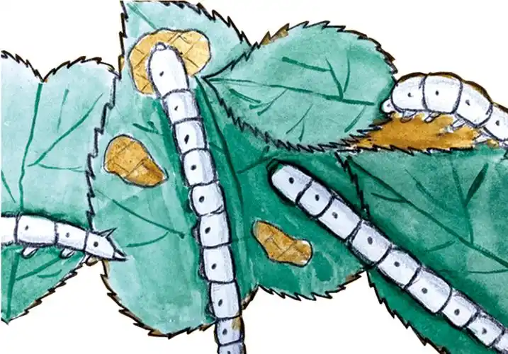 创意作品观察笔记蚕宝宝的一生
