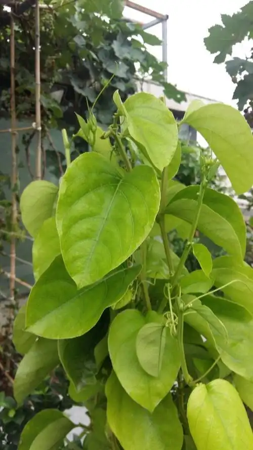 常绿多年生藤本,请问这是什么植物?