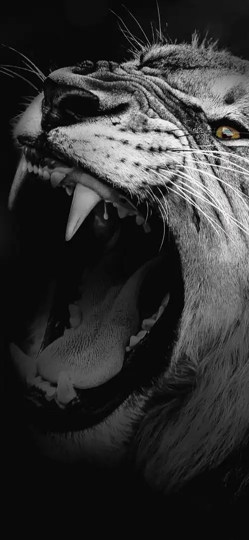 狮子- 堆糖,美图壁纸兴趣社区