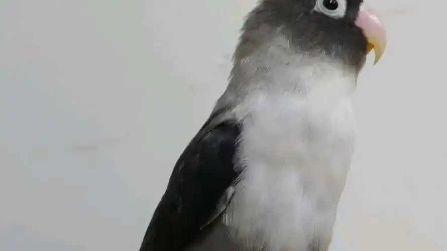 牡丹鹦鹉墨黑头之近摄