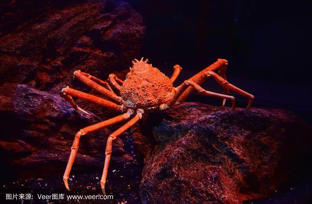 日本巨型蜘蛛蟹在岩石海洋的水下水族馆里游泳