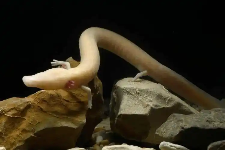 《地球上最伟大的表演》| 洞螈:自然界中的"失明"生物_眼睛_自然选择