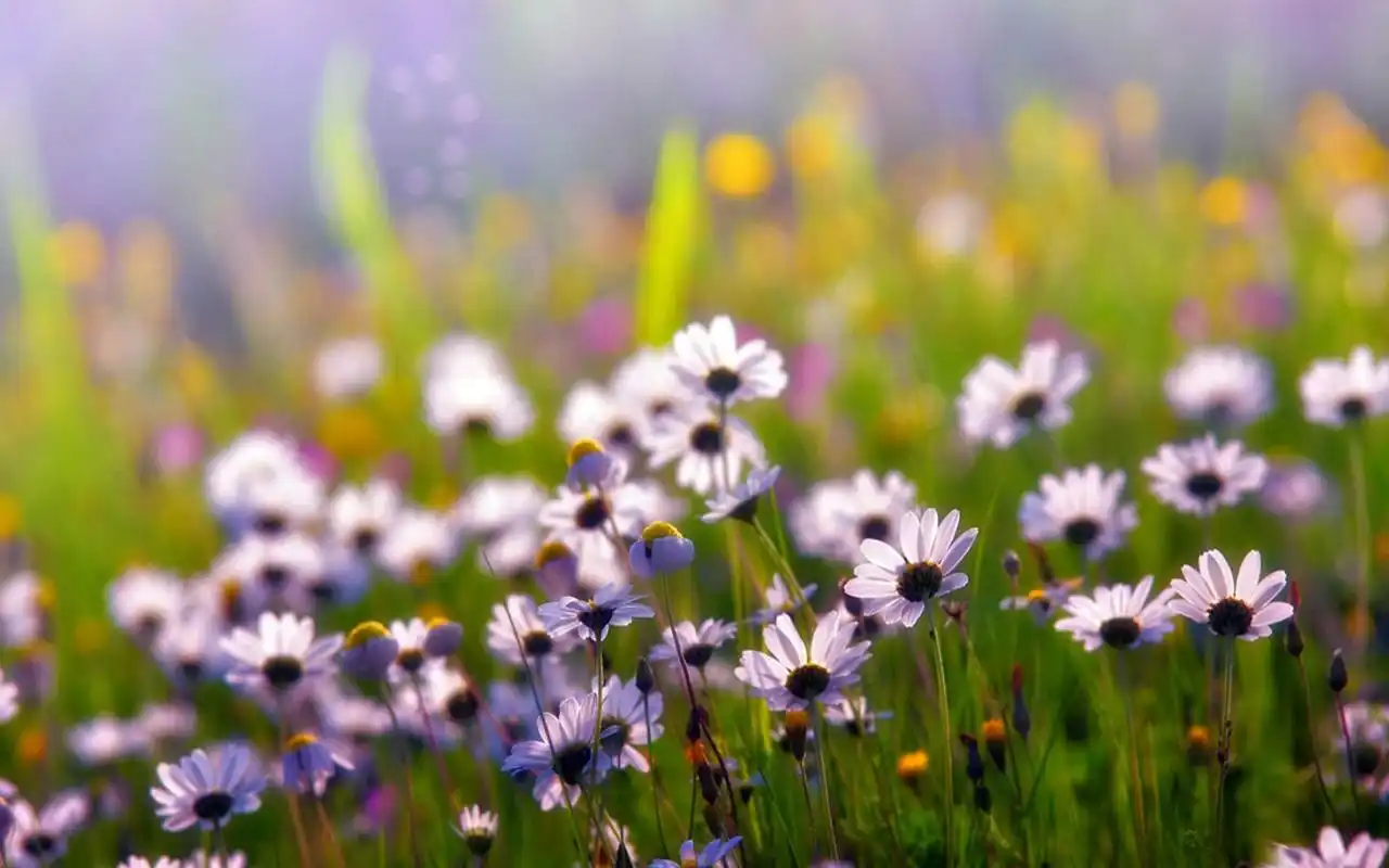 小清新唯美意境高清桌面壁纸第三辑