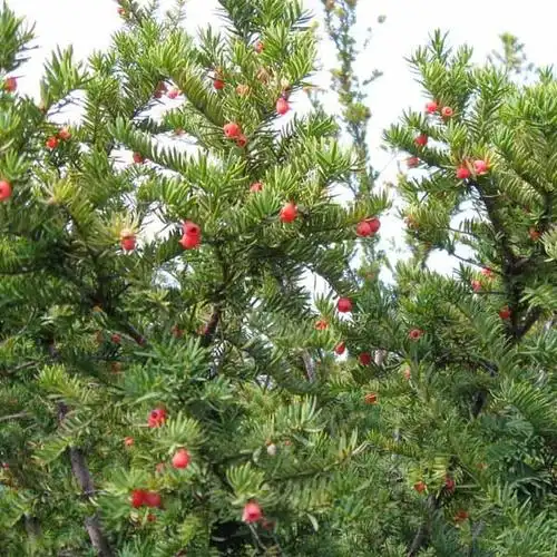 苗木批发种植南方红豆杉8公分绿化树