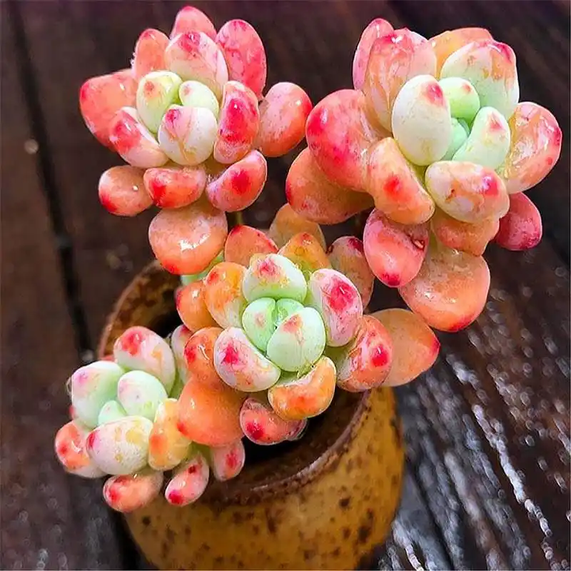 家庭养多肉罗琦,2多1少要牢记,1分钟学会,快速上色变老桩