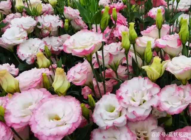 切花之王洋桔梗,在家这样养,花期超长,家人喜欢邻居羡慕