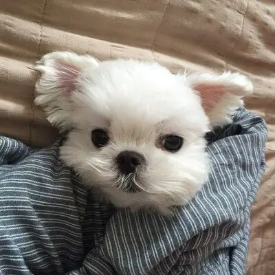 马尔济斯犬 头像