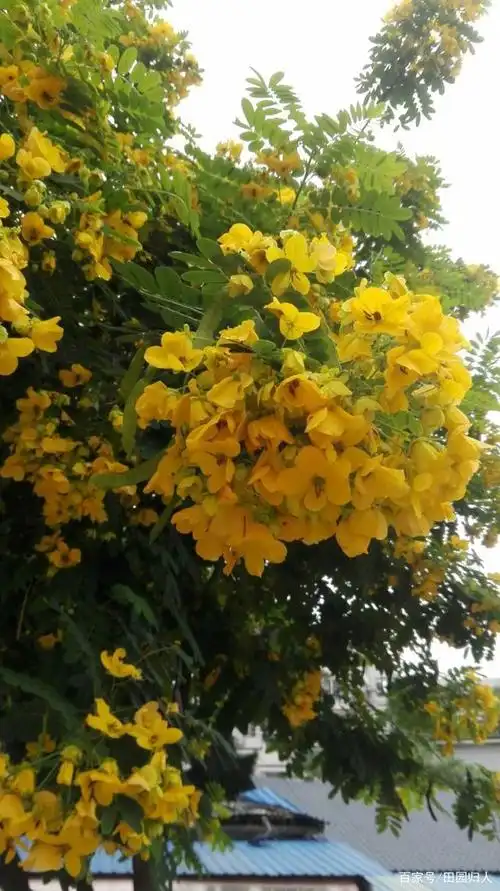 黄槐花,开在夏天里