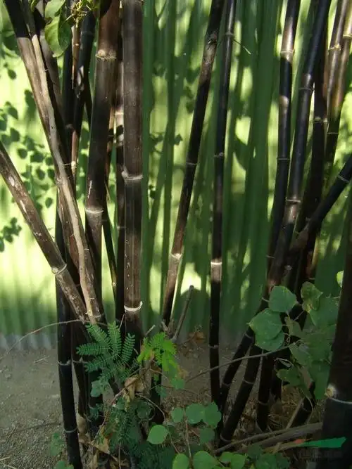 大量供应 紫竹 品种齐全 量大优惠