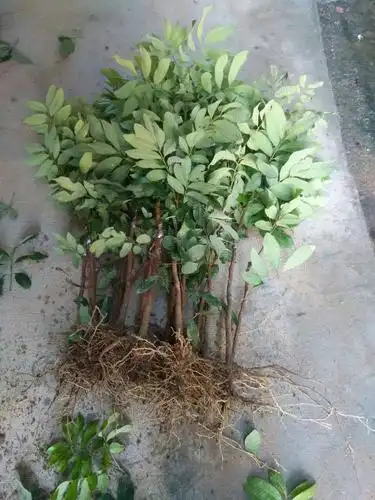 龙眼苗果苗四季龙眼苗批发反季节结果品种价格公道