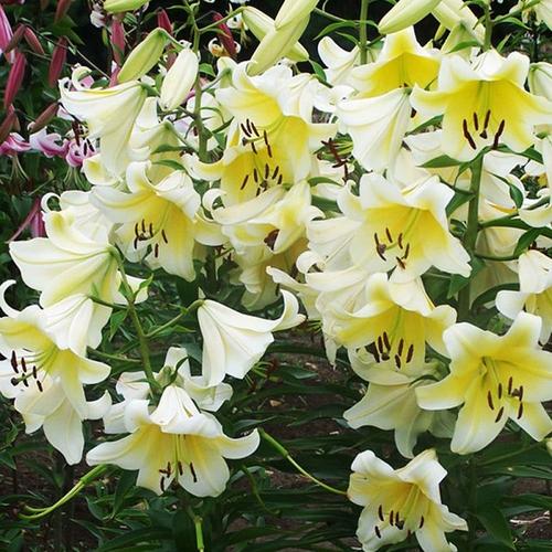 3个ot喇叭铁炮百合种球进口百合花球种子耐寒耐热多年生四季种