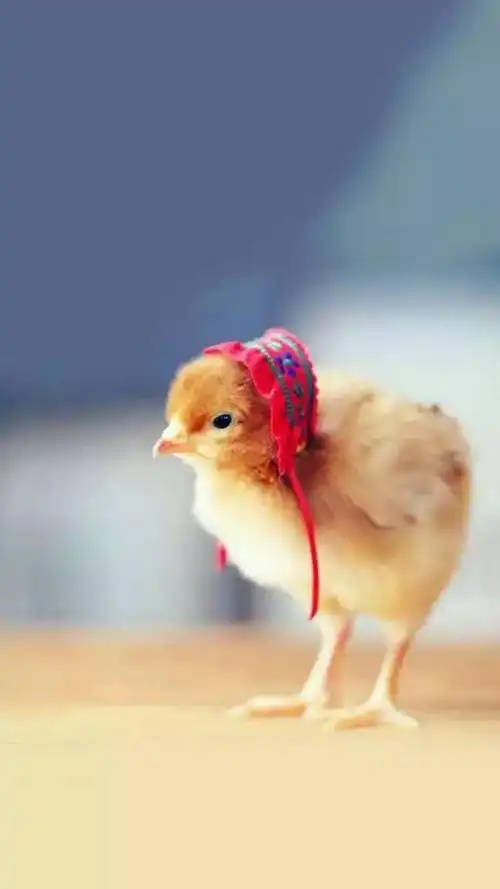 可爱的小鸡壁纸