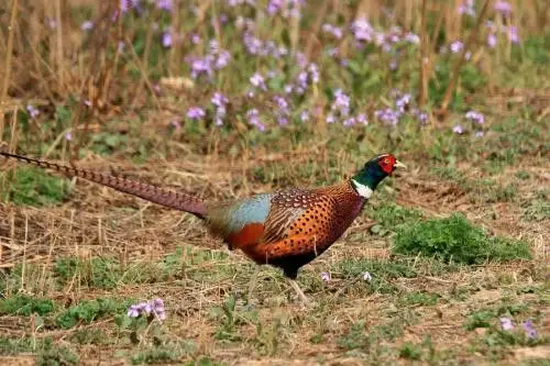七彩山鸡有什么特点?七彩山鸡图片大全