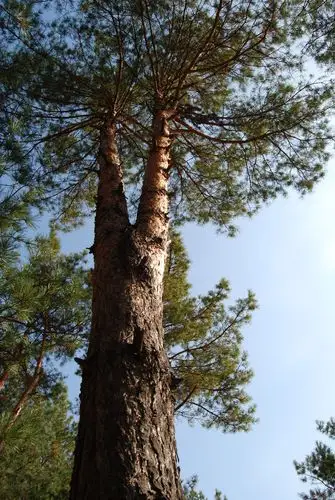 红松的故乡-小兴安岭