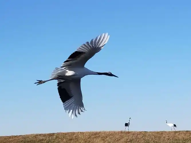 晴空一鹤排云上,便引诗情到碧霄