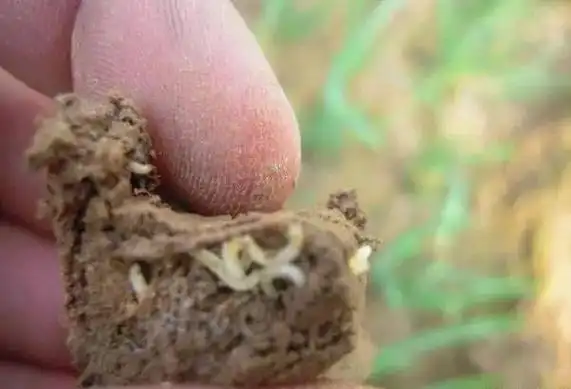 韭菜有地蛆怎么治?地下害虫应该如何防治?地下害虫用什么药好?