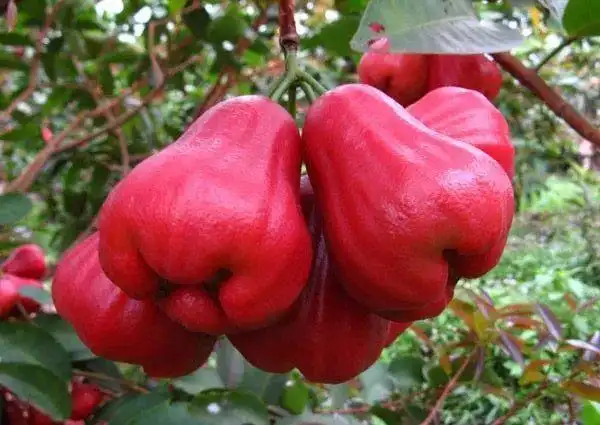 那些奇怪的水果