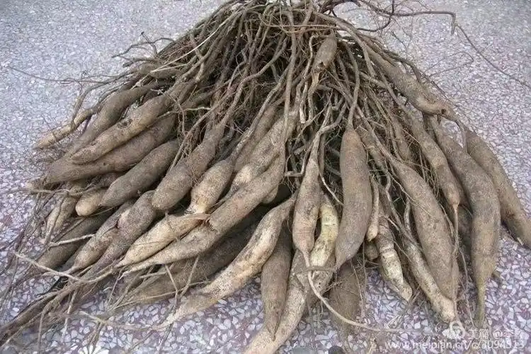 其它 半醉坊·鑫哥2018诗歌选辑(上) ◎天门冬  别名:三百棒,武竹,丝