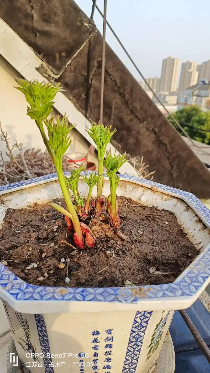 记录牡丹花的发芽,长枝,含苞,开放. - 抖音