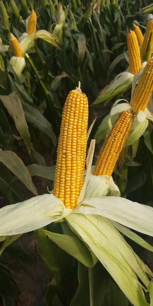 2018年8月15日怀玉18玉米种子观摩预定见证