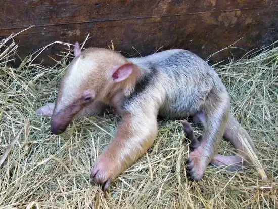 【小食蚁兽图片】小食蚁兽找妈妈