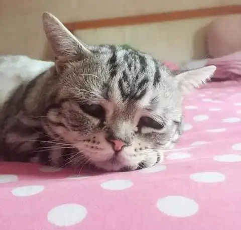 这只小猫也瞬间触发了无数女性网友的母性:"噢天哪,这小家伙太可怜了