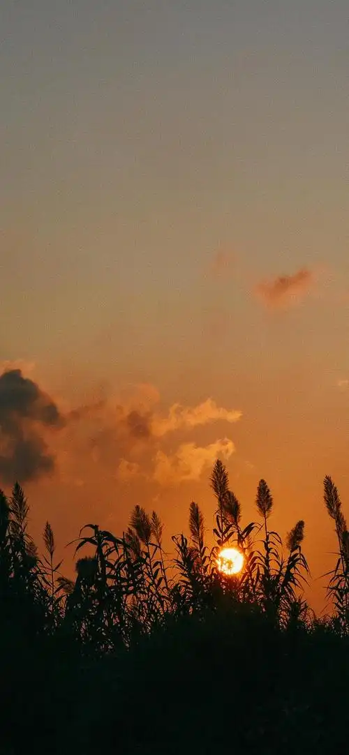 每日壁纸分享日落