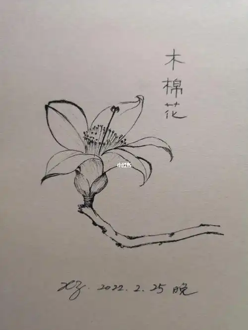 木棉花(kapok)是南方的特产,是广州市,攀枝花市的市花.