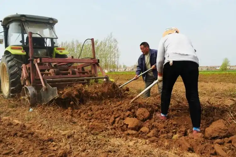 中药材种植乱象农民疯狂跟风种植豪赌会影响粮食安全吗