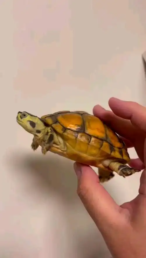 极品变异火焰龟#乌龟##龟##火焰龟##_哔哩哔哩_bilibili