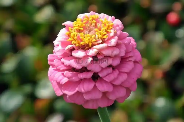 花,百日草,粉红色高清图库素材免费下载(图片编号:6818889)-六图网