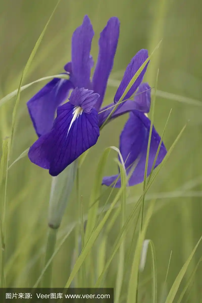 近距离拍摄日本鸢尾花.