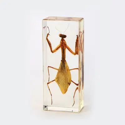 树脂摆件昆虫标本家居饰品人工琥珀书镇螳螂真虫标本台饰创意礼品