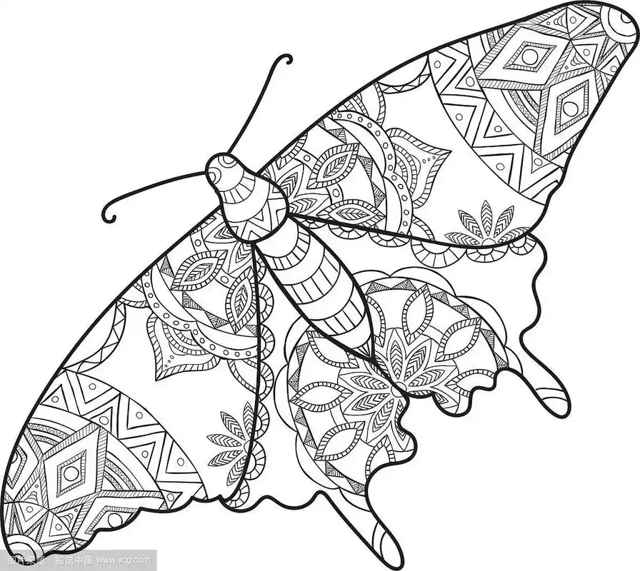 蛾的详细的观赏素描