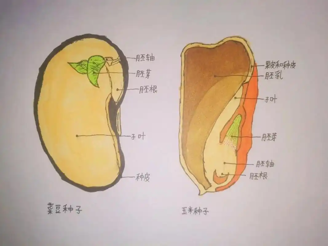 七年级上册生物菜豆种子和玉米种子结构图 七年级上册生物菜豆种子和