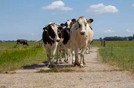行走的牛一群黑白相间的奶牛在小路上行走.照片