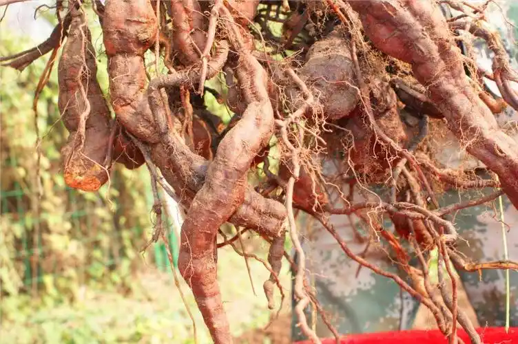 秘制何首乌 秘制何首乌藤茶 厂家直供