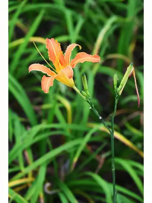 唐代诗人孟郊《游子诗》云:"萱草生堂阶,游子行天涯.