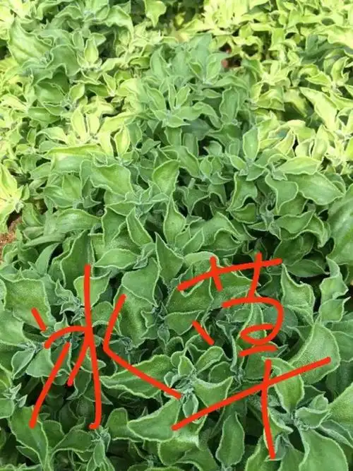 [冰草批发]冰草价格1.00元/斤 - 一亩田