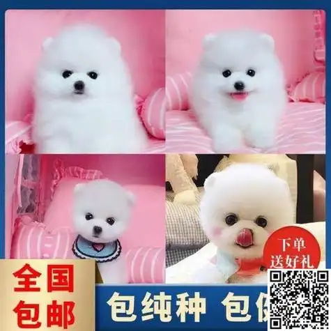 茶杯犬大概多少钱一只?