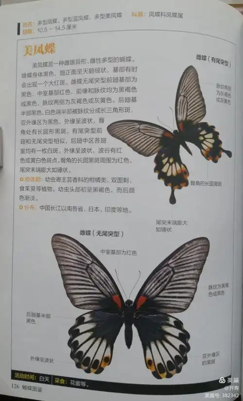 蝴蝶图鉴 第二章 凤蝶总科 壹号图编辑部/编著