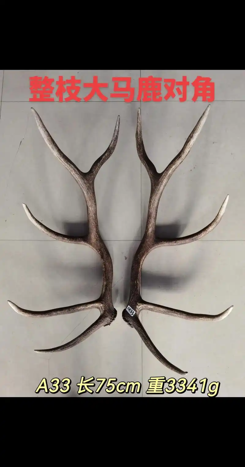 整枝大马鹿对角摆件刀架鹿角工艺品#鹿角#对角 - 抖音
