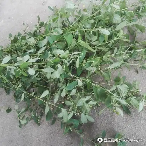 赛葵药用功效:清热利湿,解毒消肿,主治:黄疸,痔疮,前列腺炎