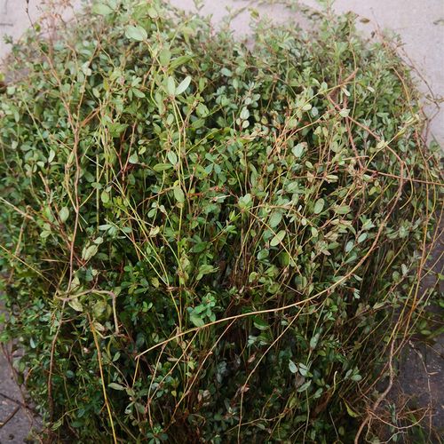 农村村野生人字草苍蝇翅全三叶斑鸠鸡眼500g其他药食同源食品