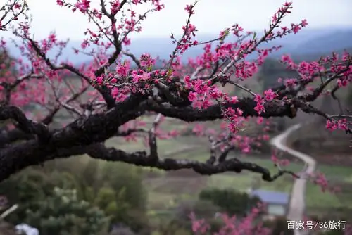 桃花满枝透嫣红,岭南二月花纷飞