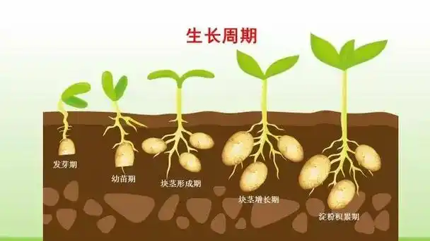 马铃薯最新种植方法(ppt版)