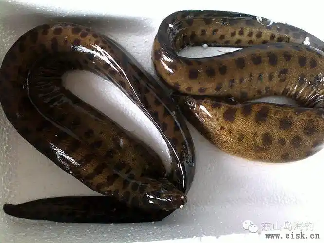 海鲜市场中常见鳗鱼